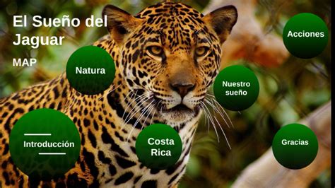  ¿El Sueño del Jaguar? Un Viaje Abstracto hacia lo Místico en el Brasil del Siglo IX